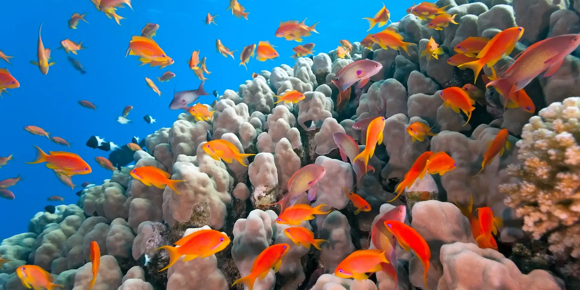 coral reef hurghada hurghada reefs