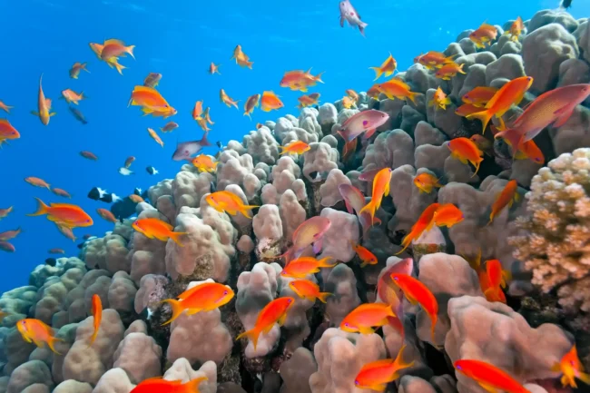 coral reef hurghada hurghada reefs