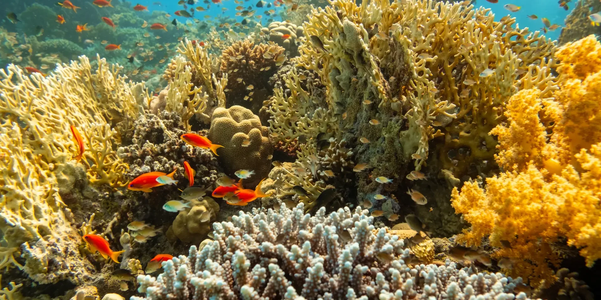 healthyreefhurghada coral reef hurghada