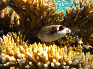 masked pufferfish.