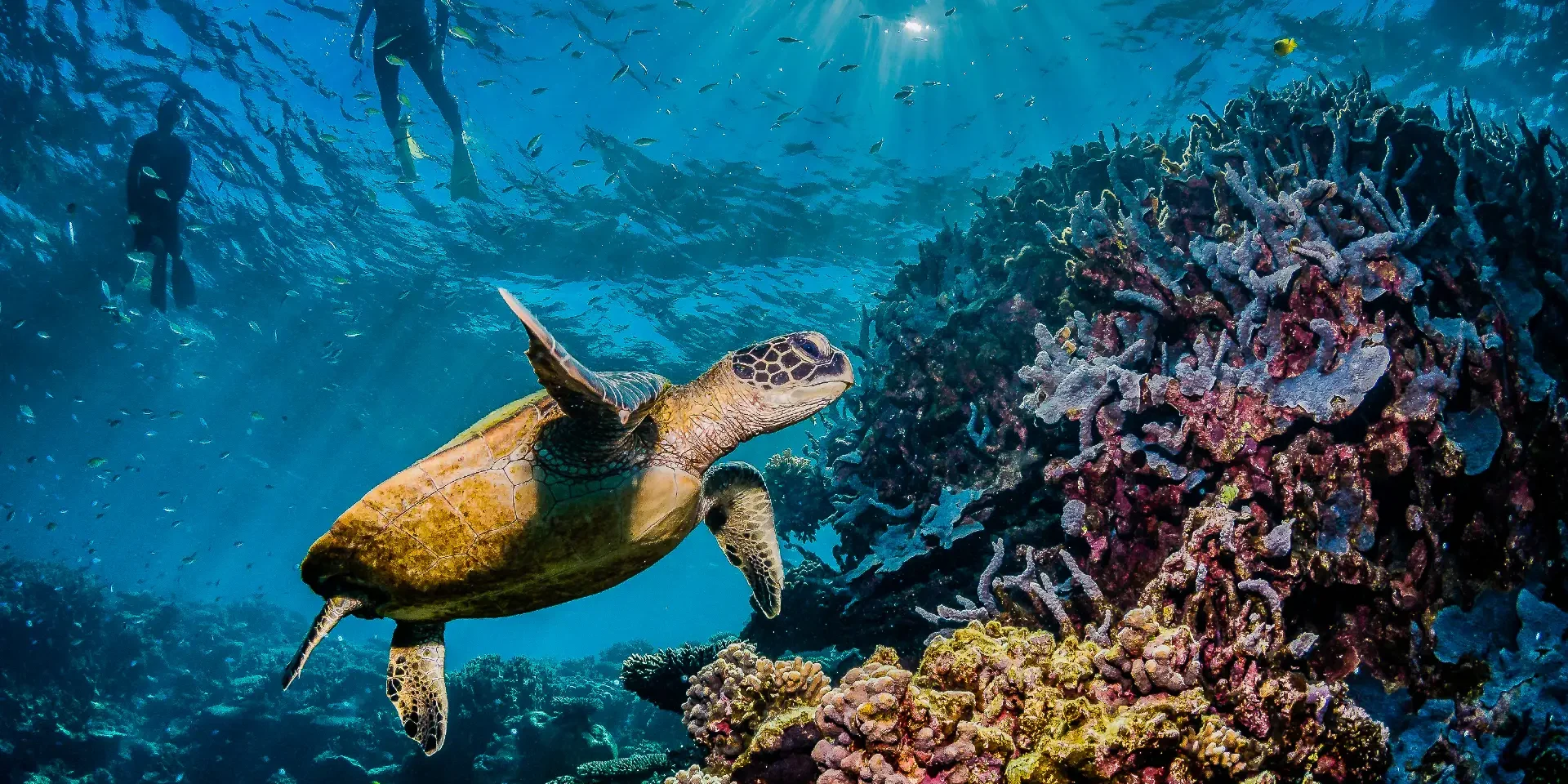 seaturtlehurghada August in Hurghada
