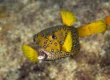 yellow box fish