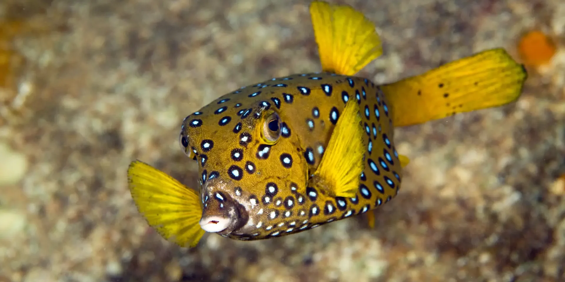 yellow box fish yellow box fish