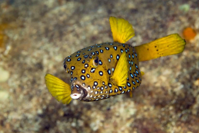 yellow box fish