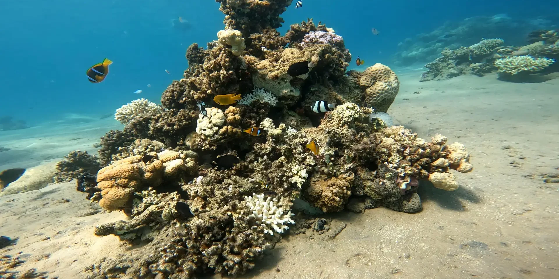 Amphiprion bicinctus Clownfish Red Sea