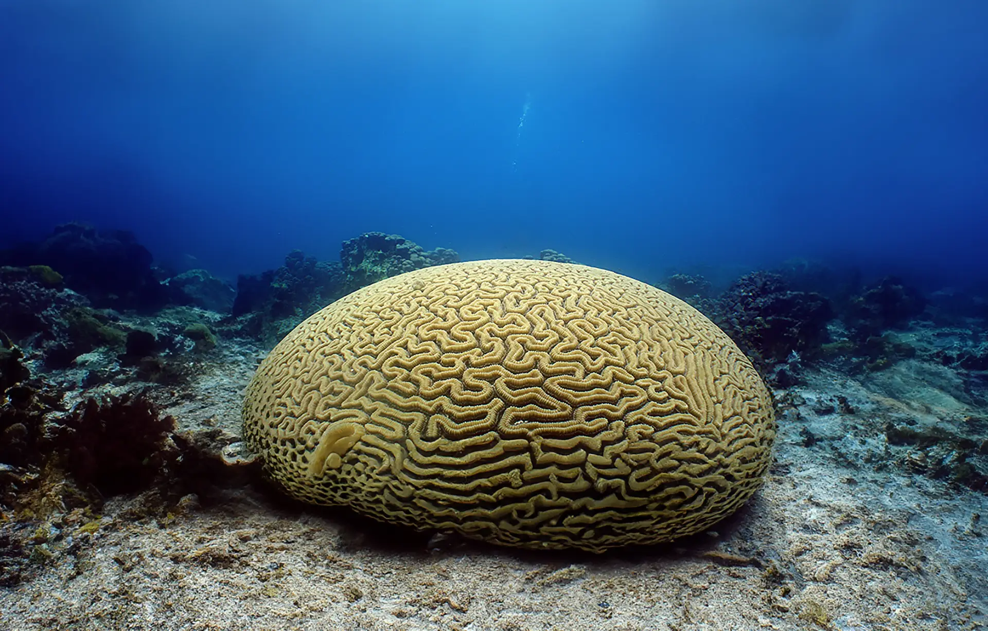 braincoral brain coral
