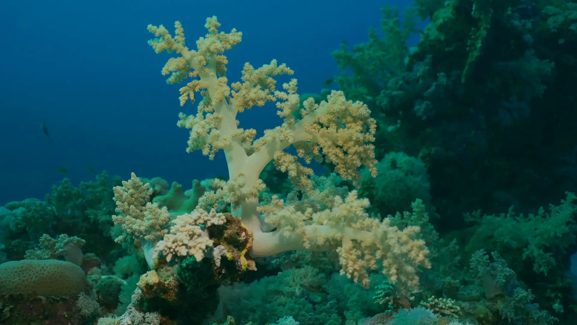 brocolli coral brocolli coral