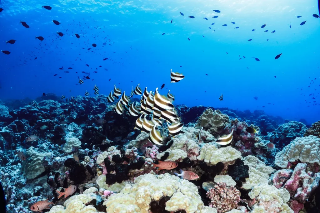 schooling bannerfish