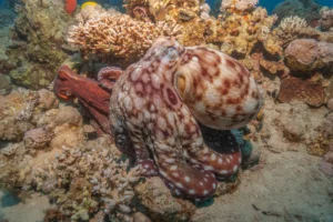 common octopus in Hurghada