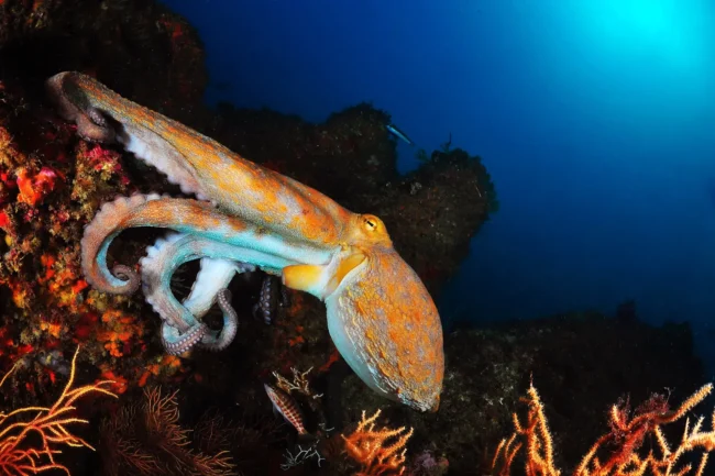 red sea octopus