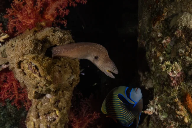 morayeel advanced open water