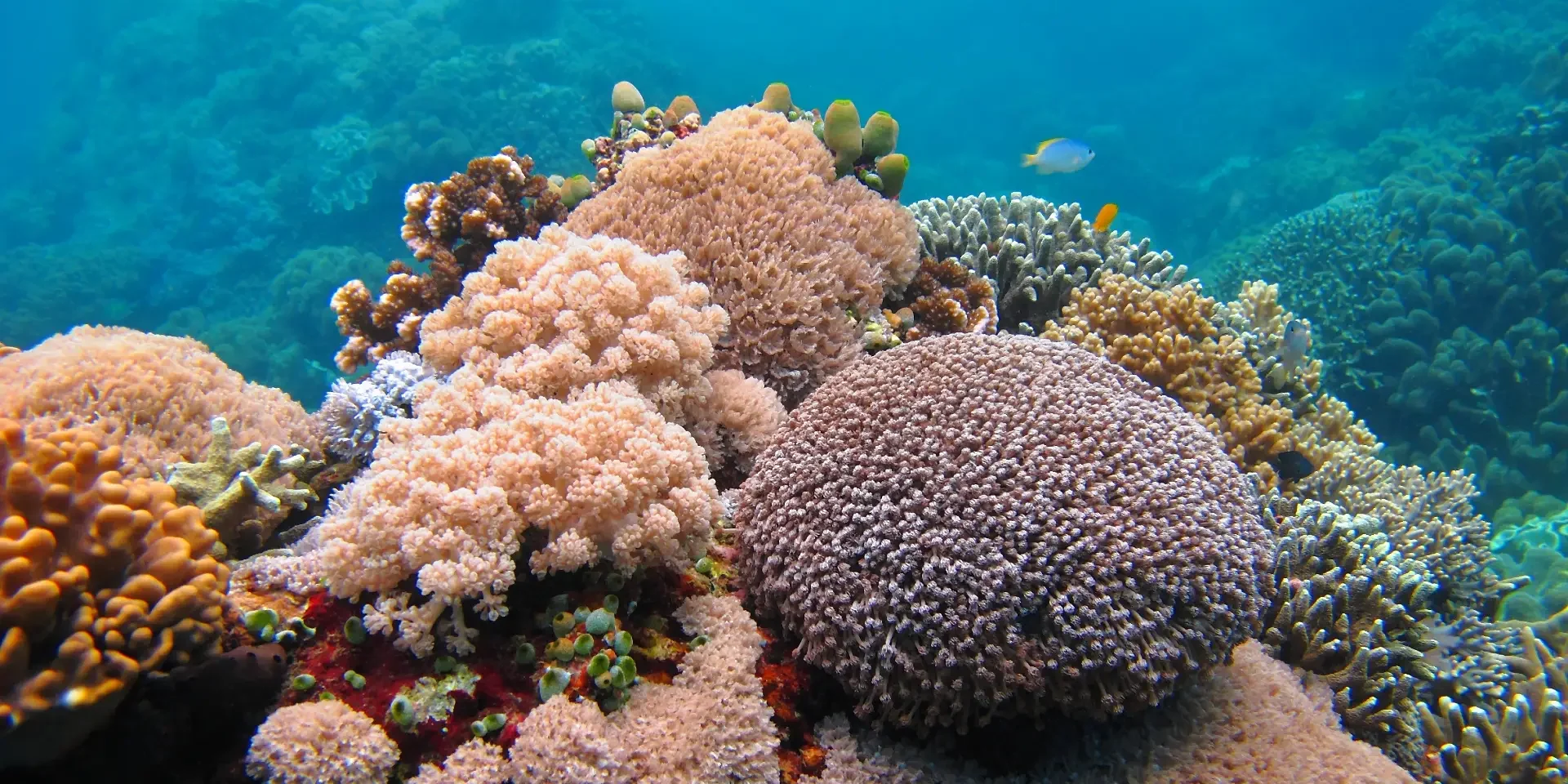 redseaweather coral health