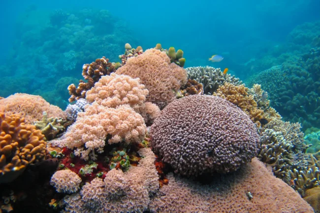 redseaweather coral health