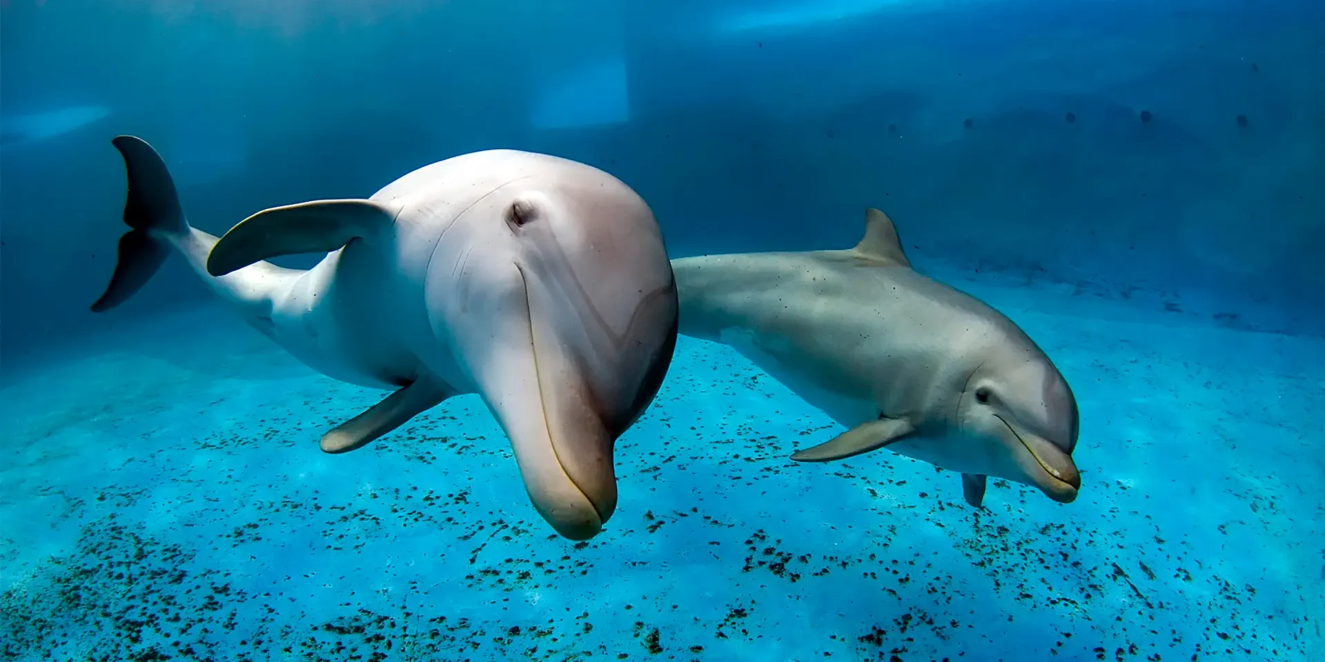 advanceddives scuba certification in 2026