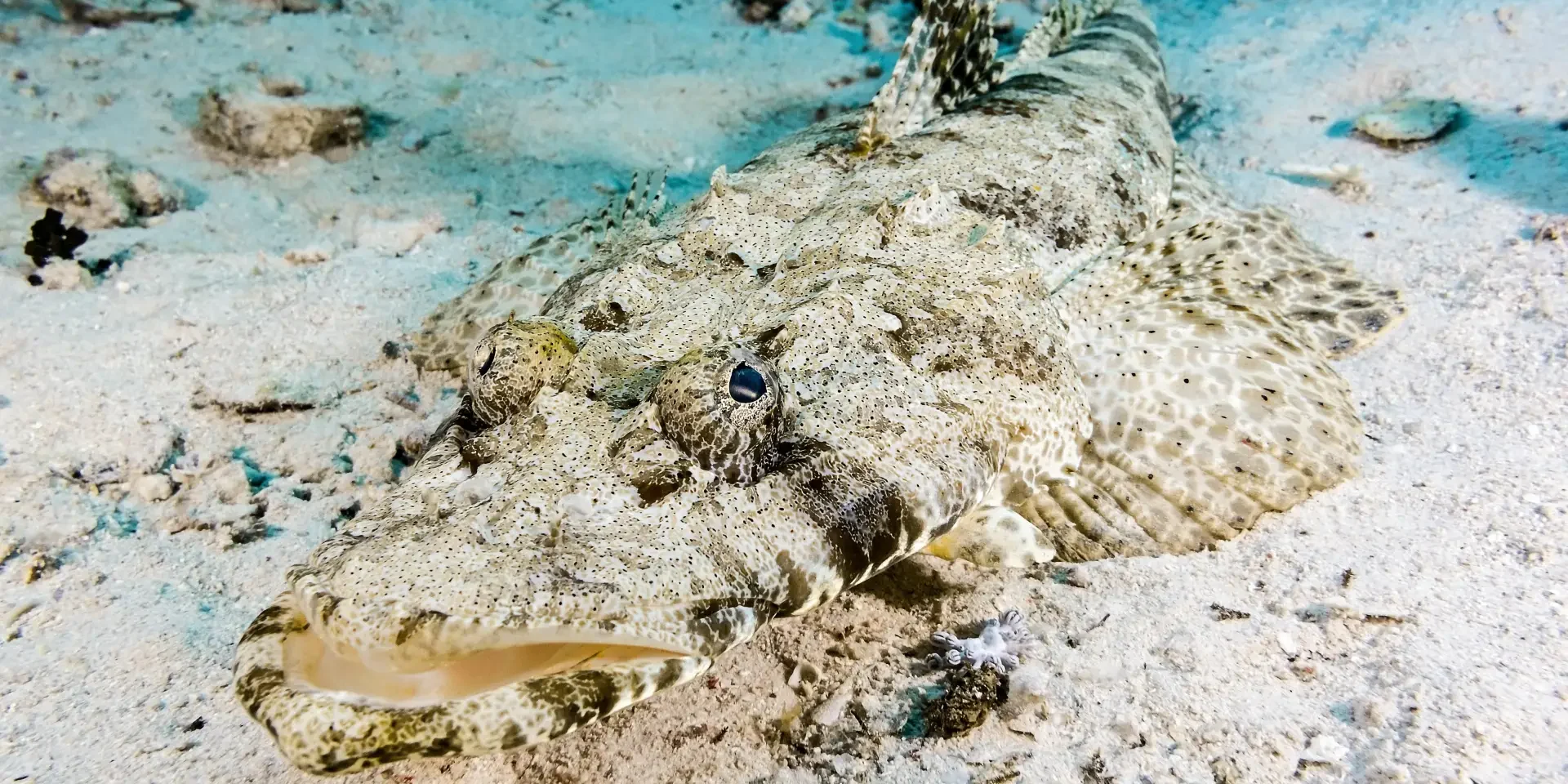 crocodile crocodile fish hurghada