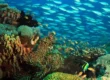 private scuba courses