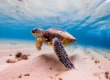 green sea turtle