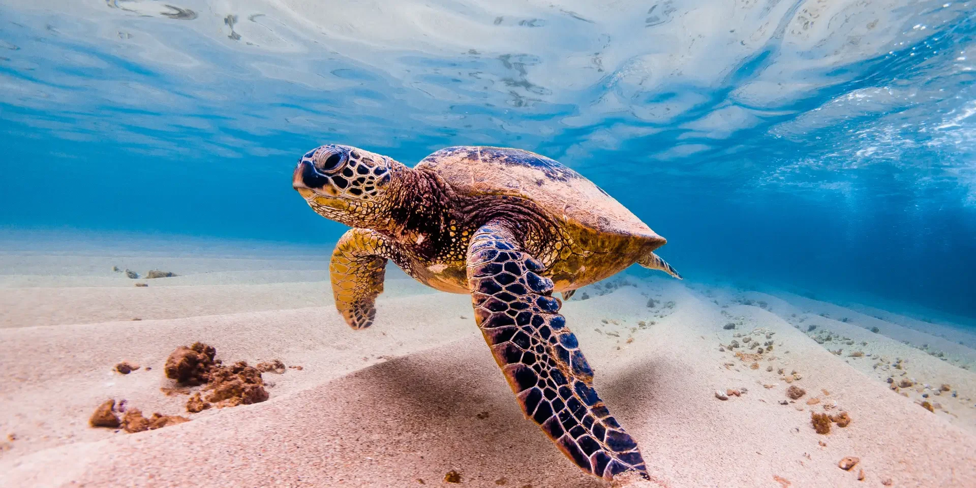 green sea turtle