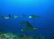 eagle rays gliding in hurghada