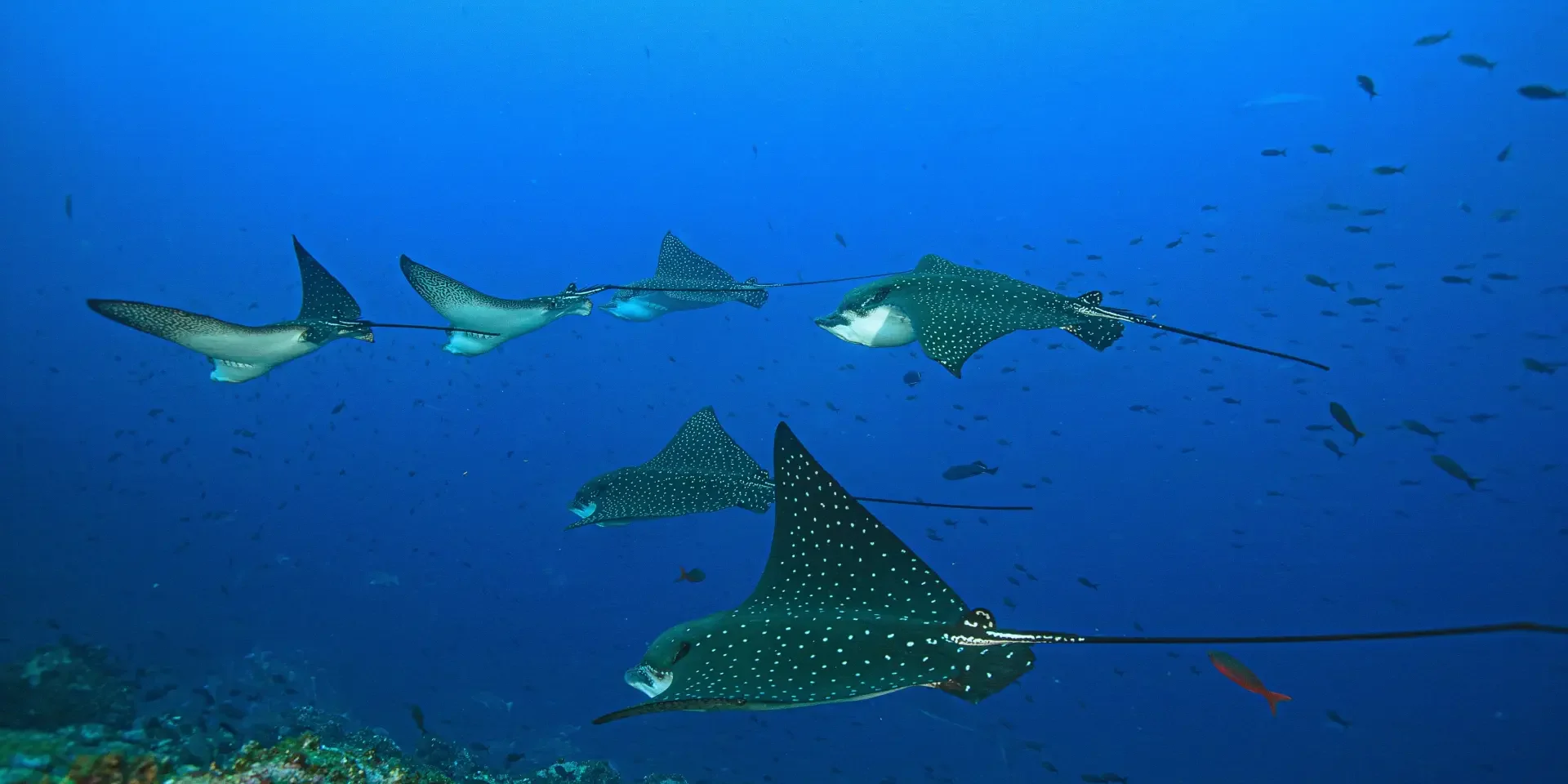 eagle rays gliding in hurghada
