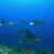 eagle rays gliding in hurghada