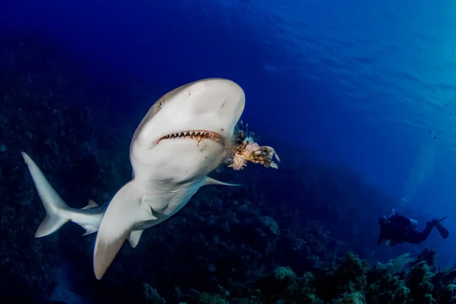 lionfish being eaten by shark